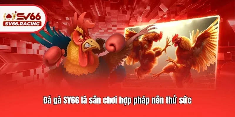 Đá gà SV66 là sân chơi hợp pháp nên thử sức